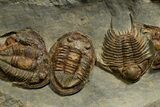 Line of Twelve Trilobites ( Species) - Fezouata Formation #328323-6